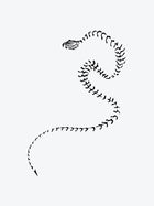 Snake Skeleton
