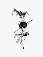 Crow Rose