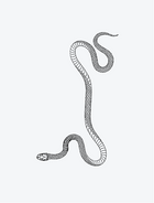 Snake - Long Curved