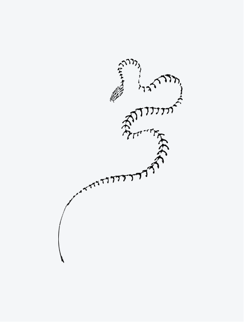 Snake Skeleton
