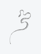 Snake Skeleton